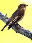 European Pied Flycatcher