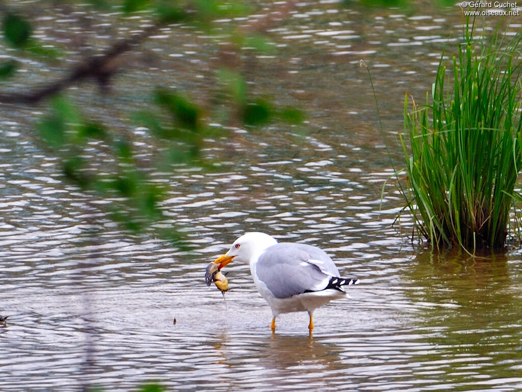 Yellow-legged Gull