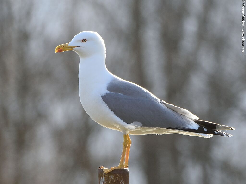 Yellow-legged Gull