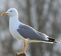 Yellow-legged Gull