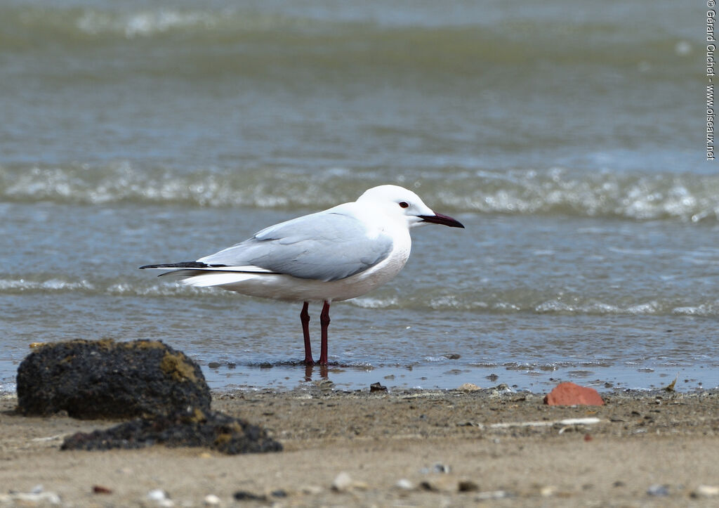 Slender-billed Gulladult