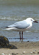 Slender-billed Gull