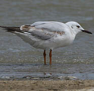 Slender-billed Gull