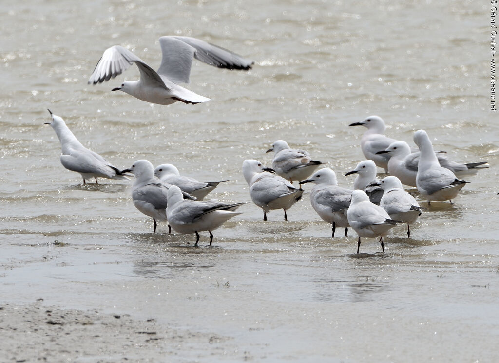 Slender-billed Gull