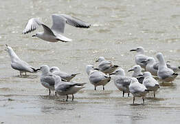 Slender-billed Gull