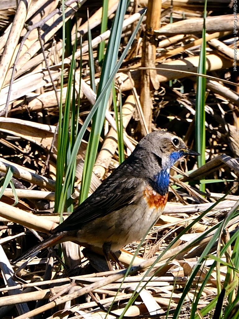 Gorgebleue à miroir