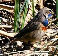 Bluethroat