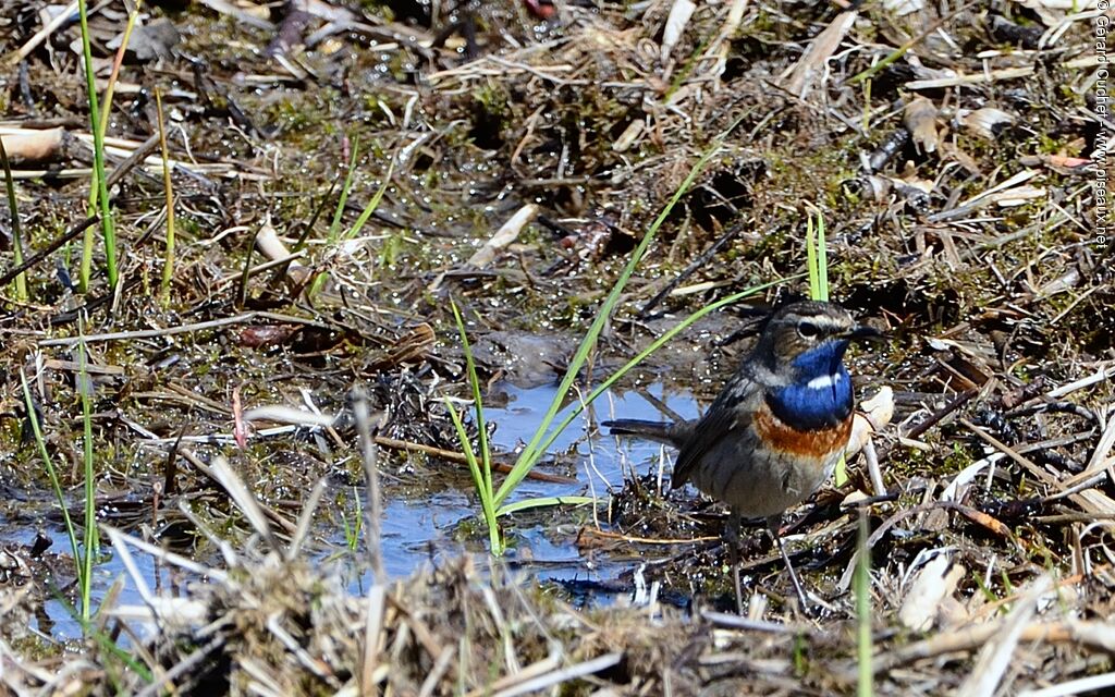 Bluethroat