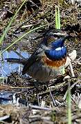 Bluethroat