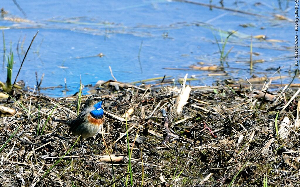 Gorgebleue à miroir