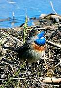 Gorgebleue à miroir