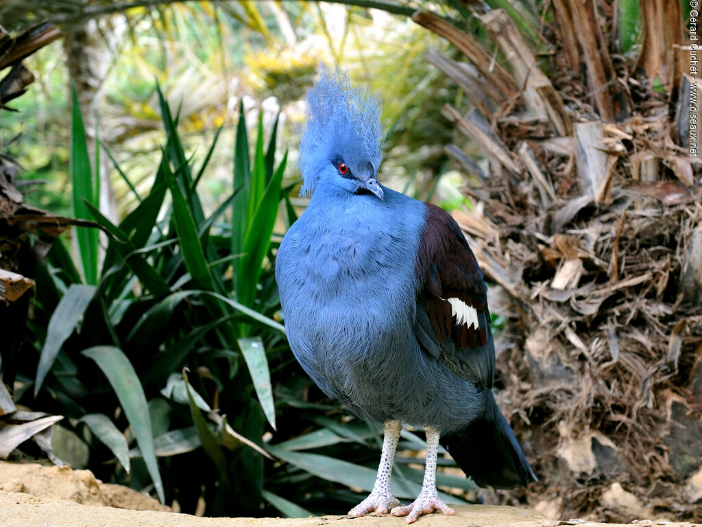 Western Crowned Pigeon male