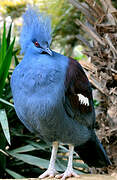 Western Crowned Pigeon