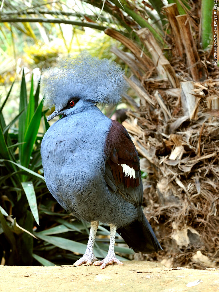 Western Crowned Pigeonadult, close-up portrait