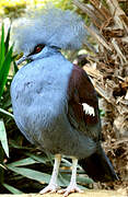 Western Crowned Pigeon