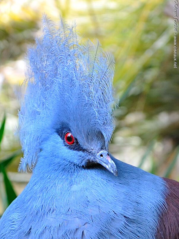 Western Crowned Pigeon