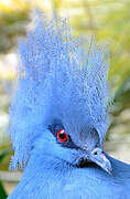 Western Crowned Pigeon