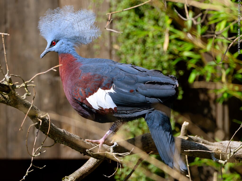 Sclater's Crowned Pigeon