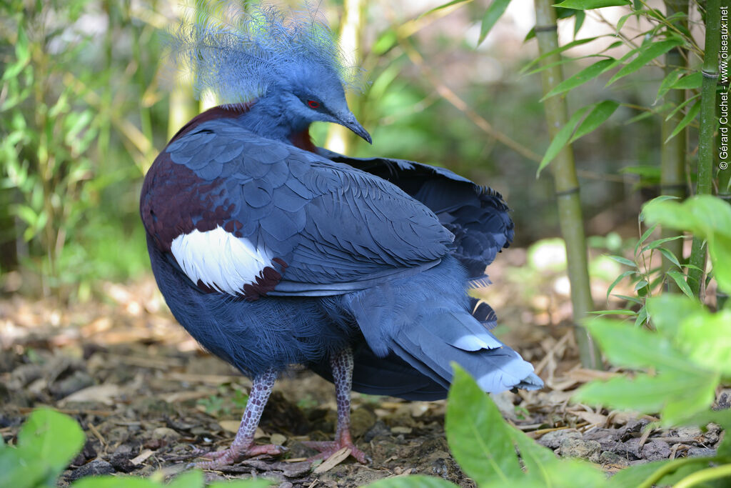 Sclater's Crowned Pigeon