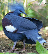 Sclater's Crowned Pigeon