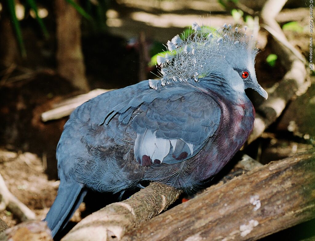 Victoria Crowned Pigeon