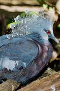 Victoria Crowned Pigeon