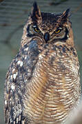 Spotted Eagle-Owl