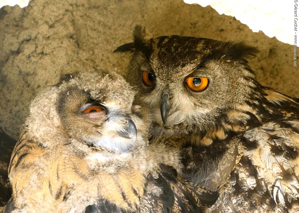 Eurasian Eagle-Owl