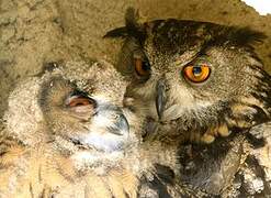 Eurasian Eagle-Owl