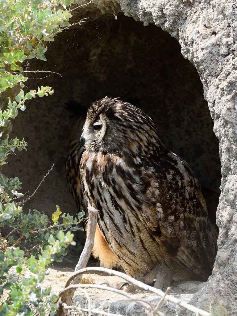 Eurasian Eagle-Owl