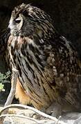 Eurasian Eagle-Owl