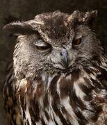 Eurasian Eagle-Owl