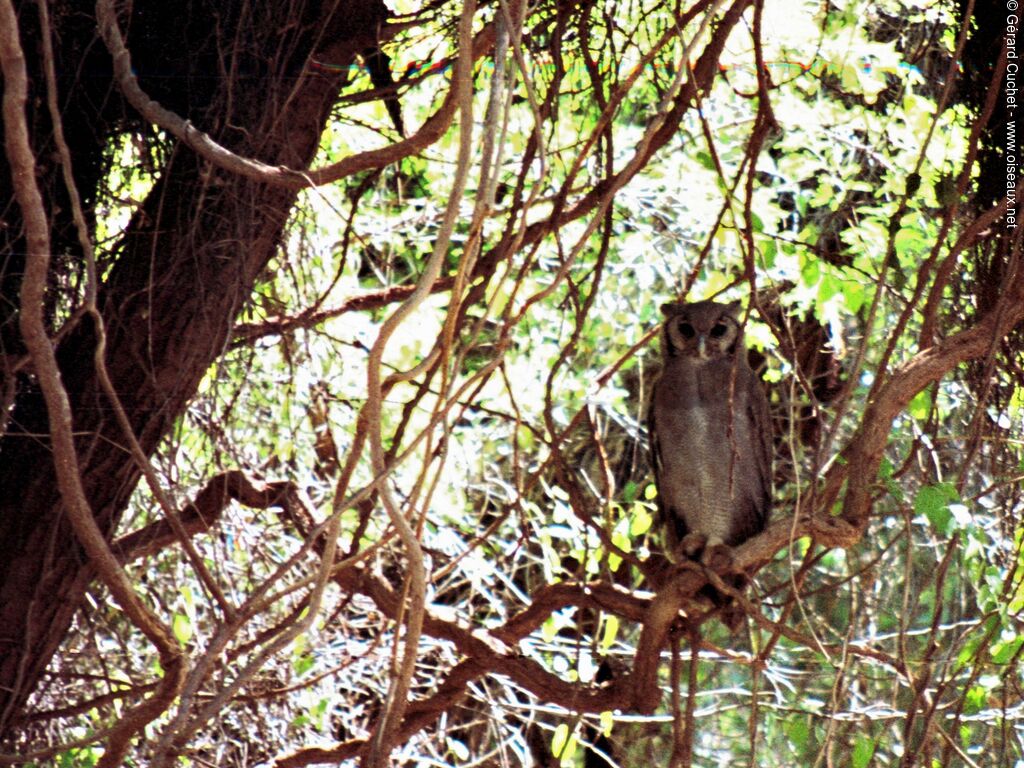 Verreaux's Eagle-Owl