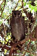 Verreaux's Eagle-Owl