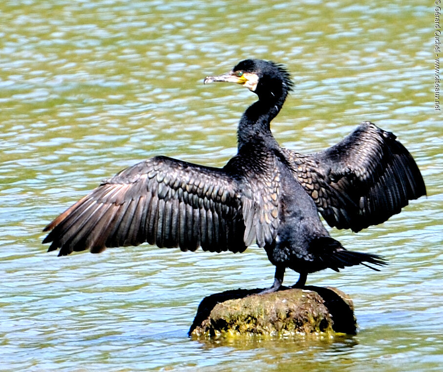 Great Cormorant