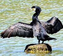 Great Cormorant