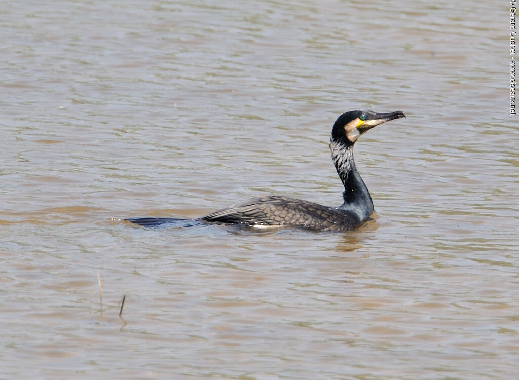 Great Cormorant