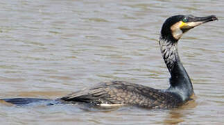 Great Cormorant