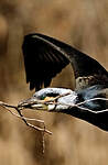 Grand Cormoran