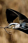 Great Cormorant