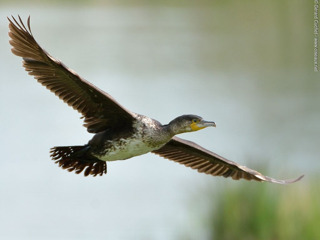 Great Cormorantjuvenile