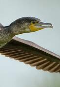 Great Cormorant