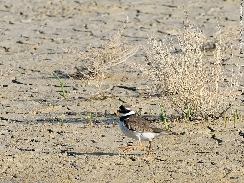 Common Ringed Plover