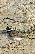 Common Ringed Plover