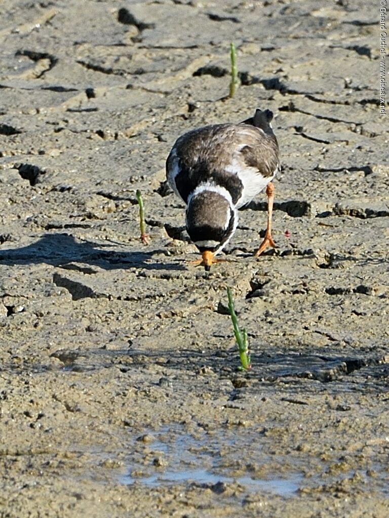 Common Ringed Plover