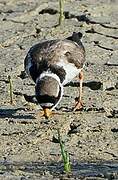 Common Ringed Plover