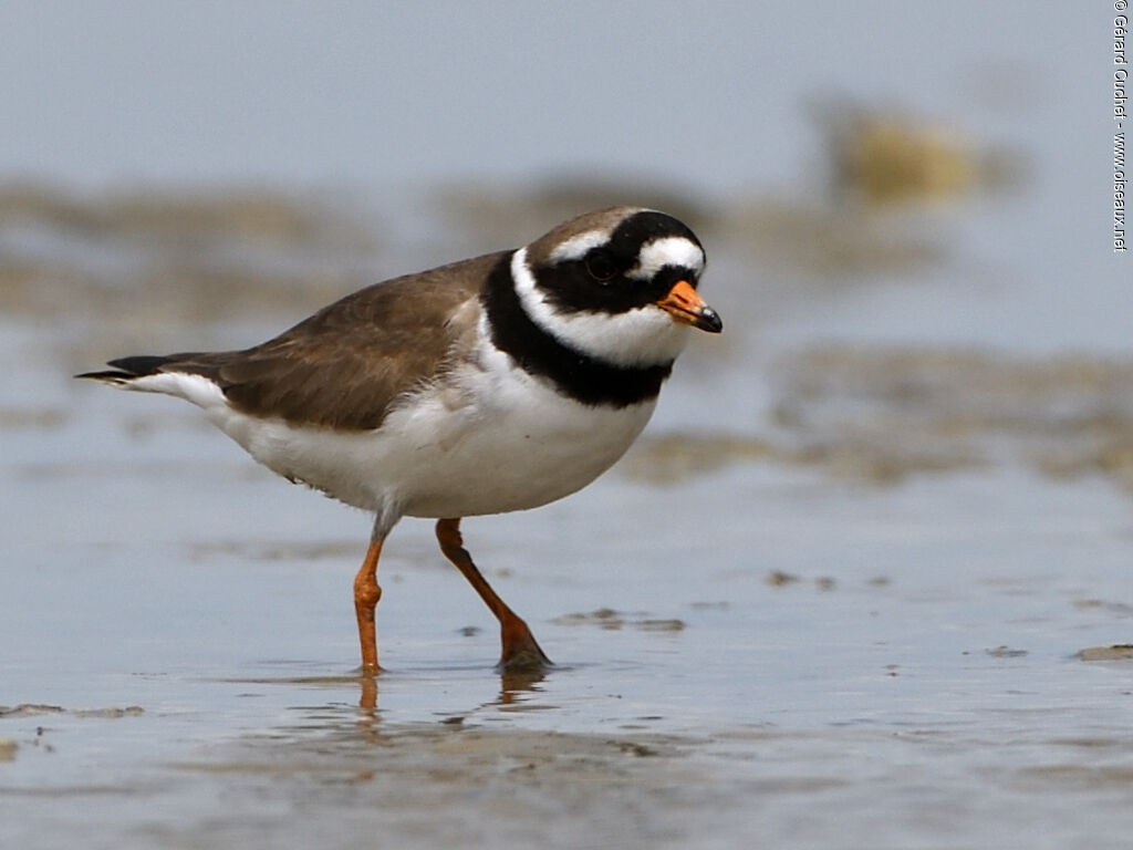 Common Ringed Ploveradult, identification, walking