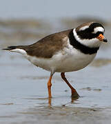 Common Ringed Plover