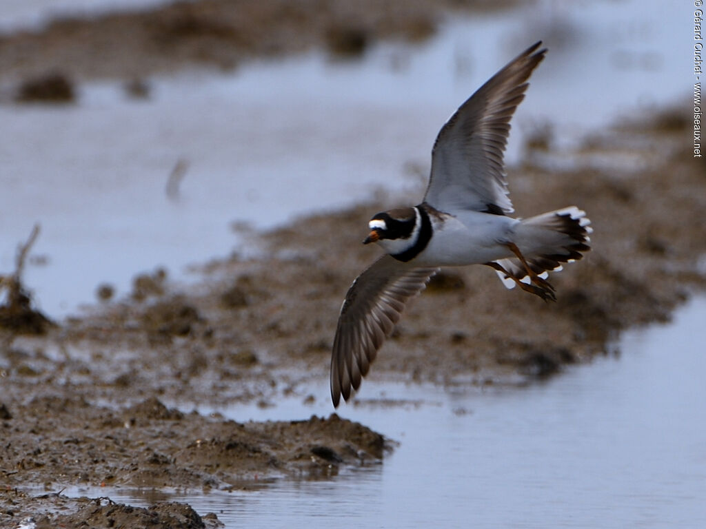 Common Ringed Plover, Flight