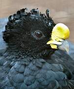 Great Curassow